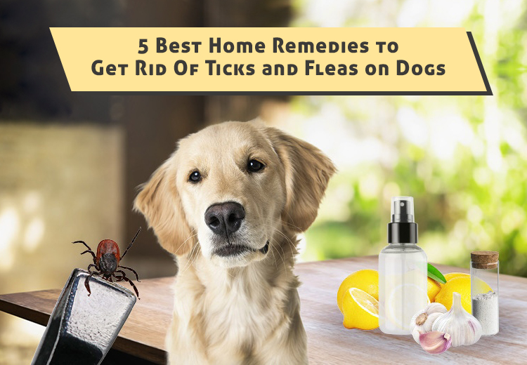 best thing to get rid of fleas on a dog