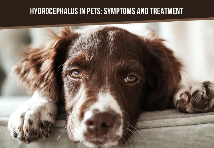 Hydrocephalus In Pets Symptoms And Treatment Hydrocephalus In Pets Symptoms And