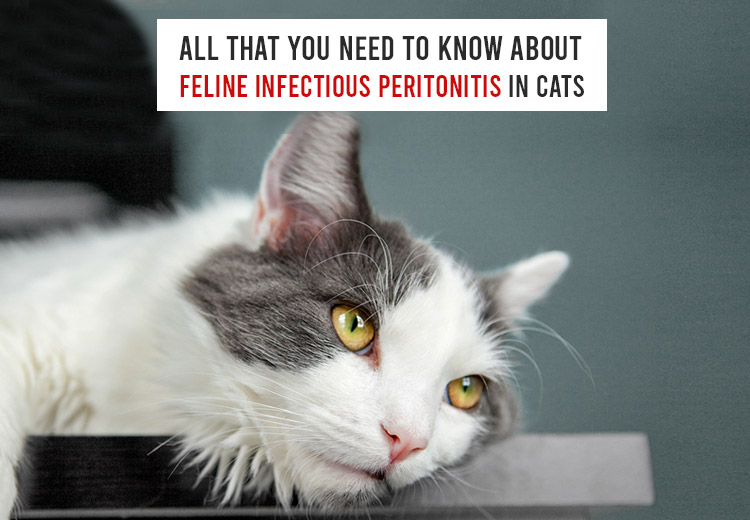 Feline Infectious Peritonitis in Cats Causes, Symptoms and Treatment