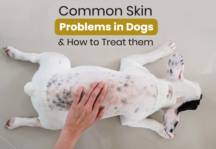 common-skin-problems-in-dogs-how-to-treat-them