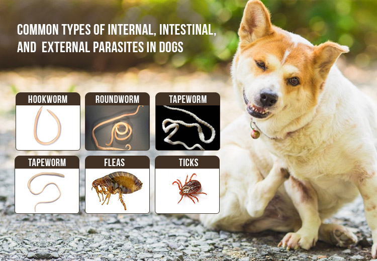 Common Types Of Internal Intestinal And External Parasites In Dogs,Safflower Seeds In Hindi