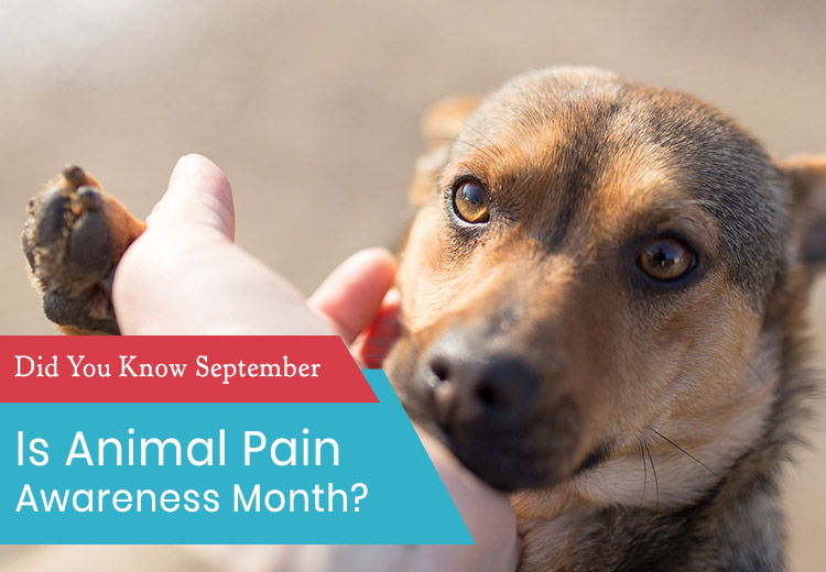 How Do Dogs Tell You They Are In Pain