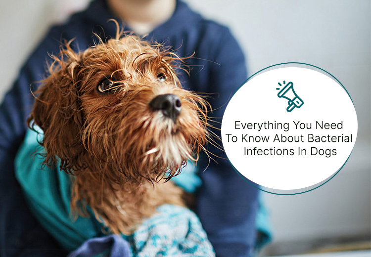 Everything You Need To Know About Bacterial Infections In Dogs