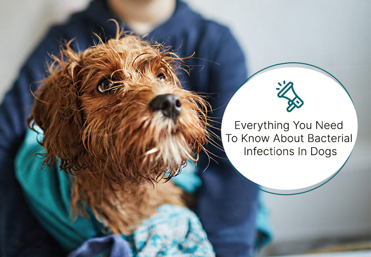 What Causes A Bacterial Infection In Dogs