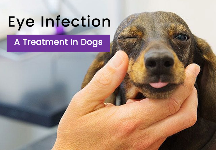 Eye Infection A Treatment In Dogs