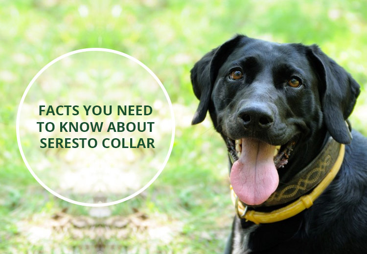 lowest price on seresto collar