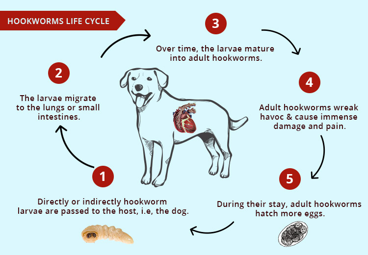 Life Cycle of Hookworms