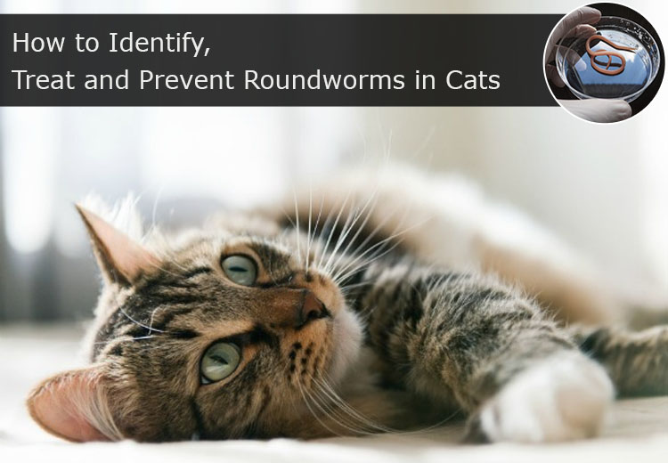 Cat Roundworms Cat and Dog Lovers
