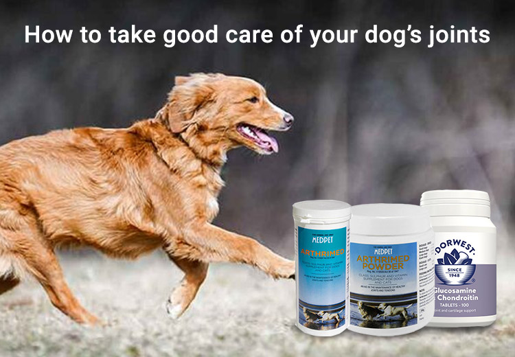How to take good care of your dog’s joints