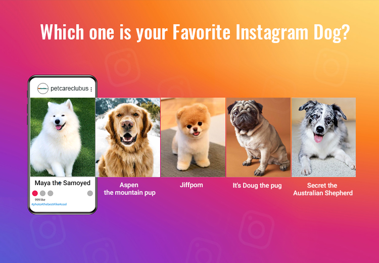Which one is your favourite Instagram Dog?