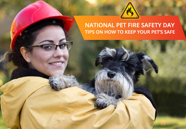 National Pet Fire Safety Day Tips On How To Keep Your Pets Safe