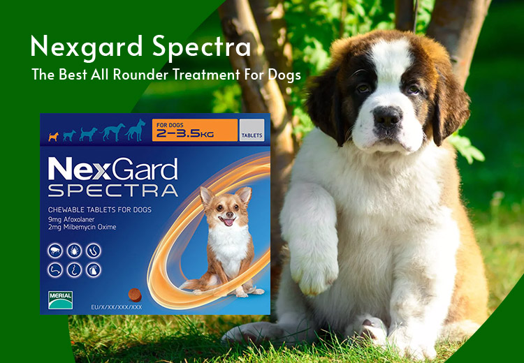 Best All Rounder Treatment For Dogs