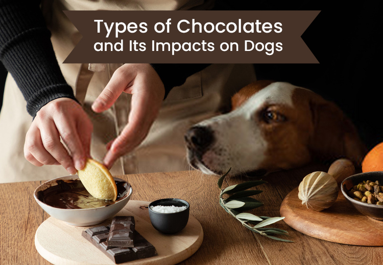 Types of Chocolates and Its Impacts on Dogs