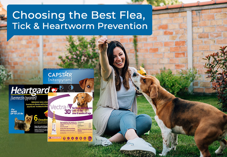 Choosing the Best Flea Tick Heartworm Prevention