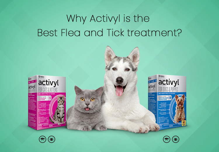 How To Get Rid Of Fleas From Your Cat