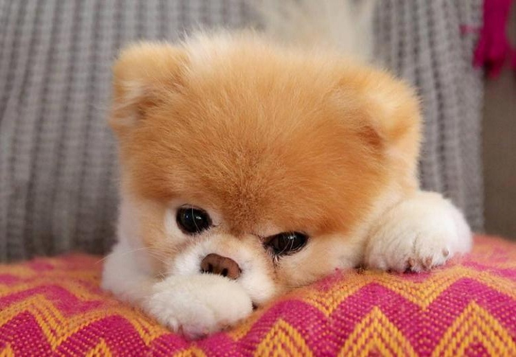 Jiffpom