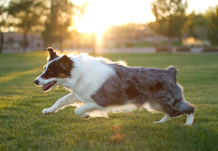 Australian Shepherd