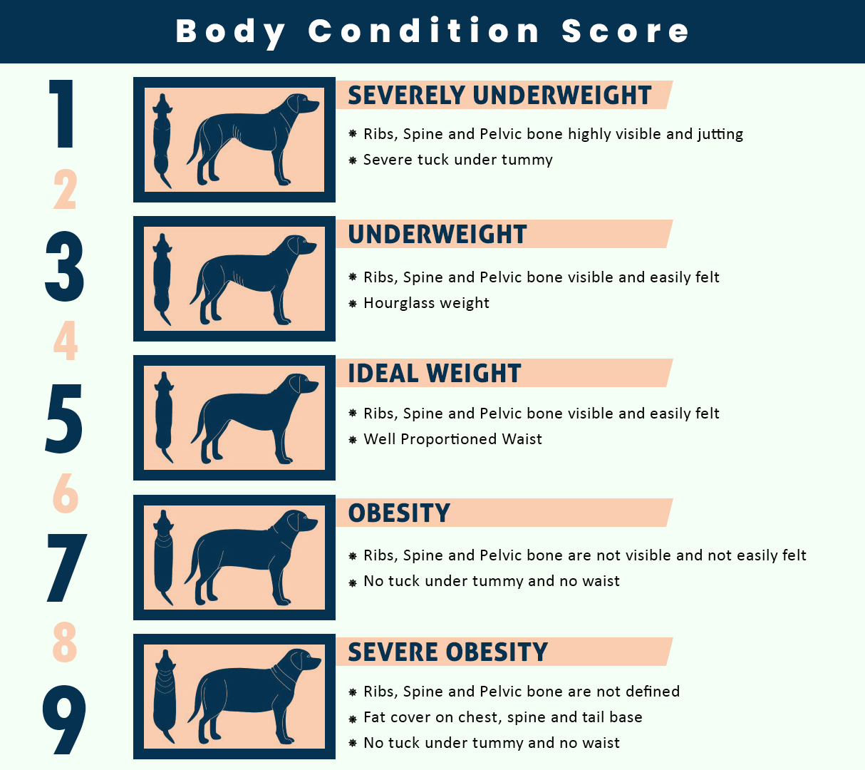 body-condition-score-in-pets