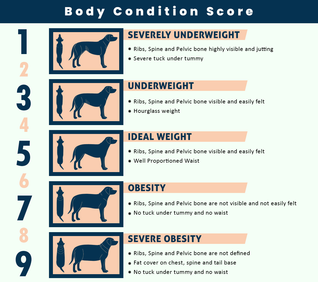 How to Determine Your Dog's Healthy Weight and Body Condition