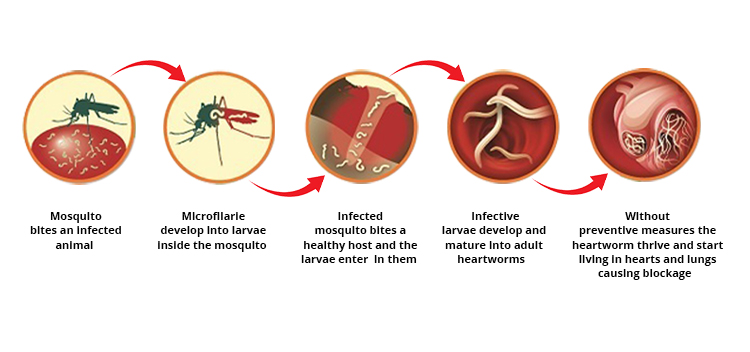 Heartworm-in-dogs-stages