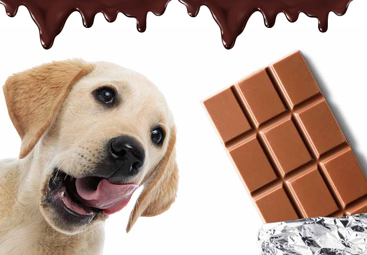 types of chocolates and how they impact dogs