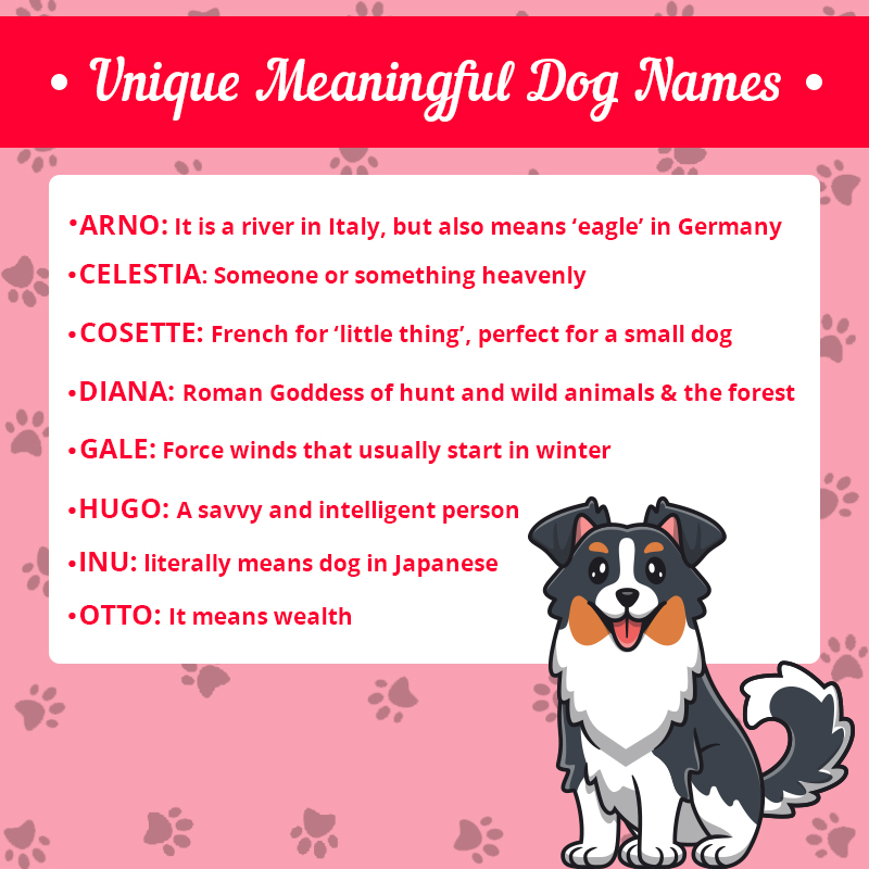 Unique Meaningful Dog Names 2023