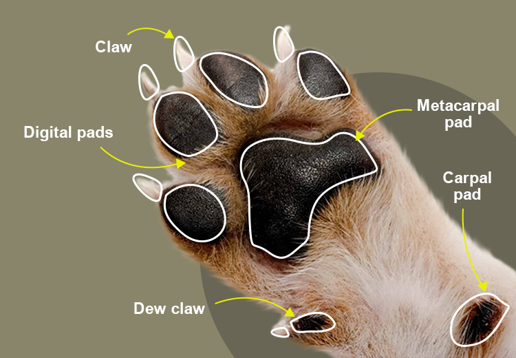 Dog Paw Pad Anatomy 16 Reasons For Sore Paws In Dogs 