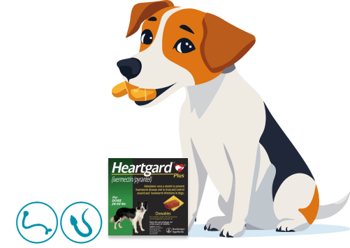 Heartgard Plus