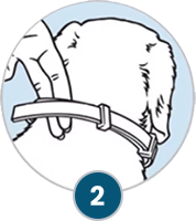 Seresto Collar