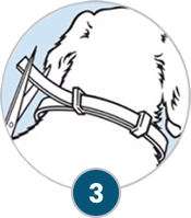 Seresto Collar