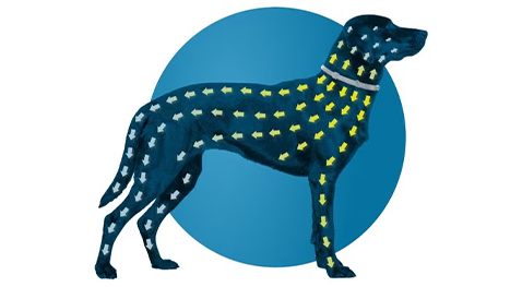 Seresto Collar